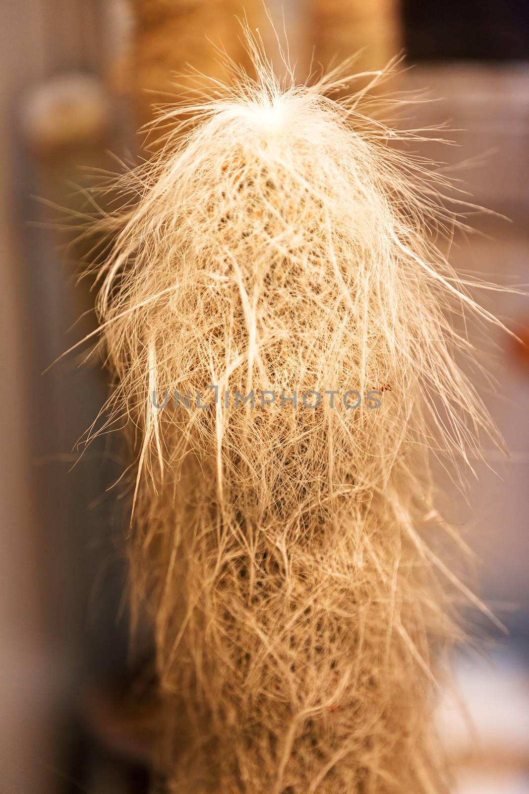 cactus in a pot like decoration, note shallow depth of field