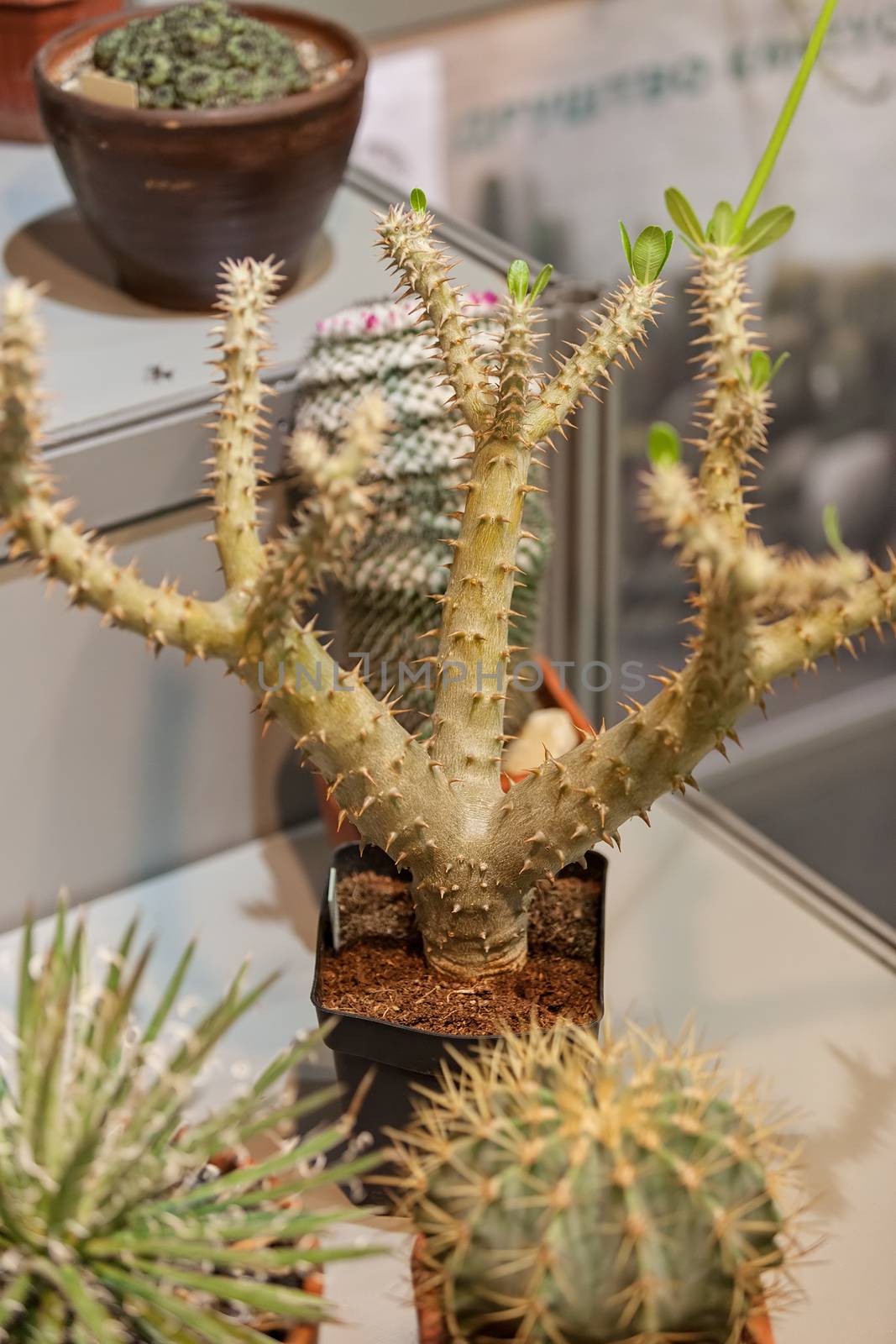 cactus in a pot like decoration, note shallow depth of field