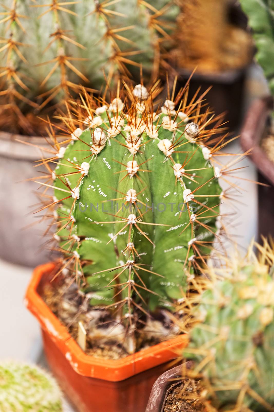 cactus in a pot like decoration, note shallow depth of field