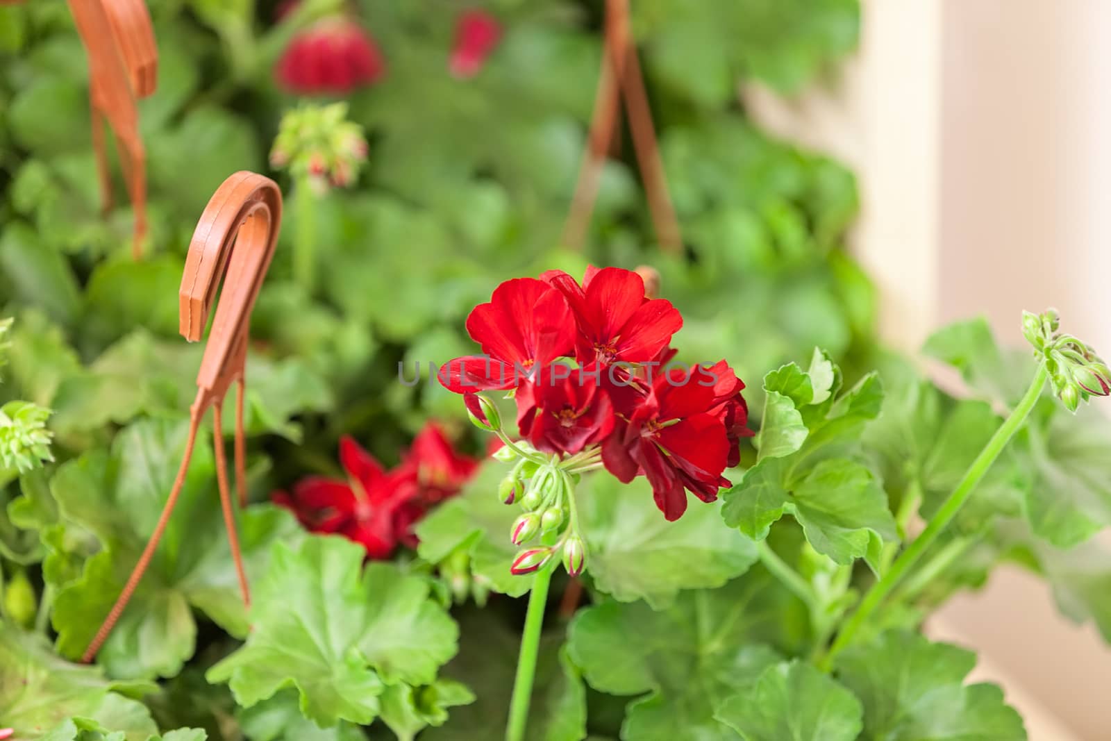 red pelargonium in bloom, note shallow depth of field