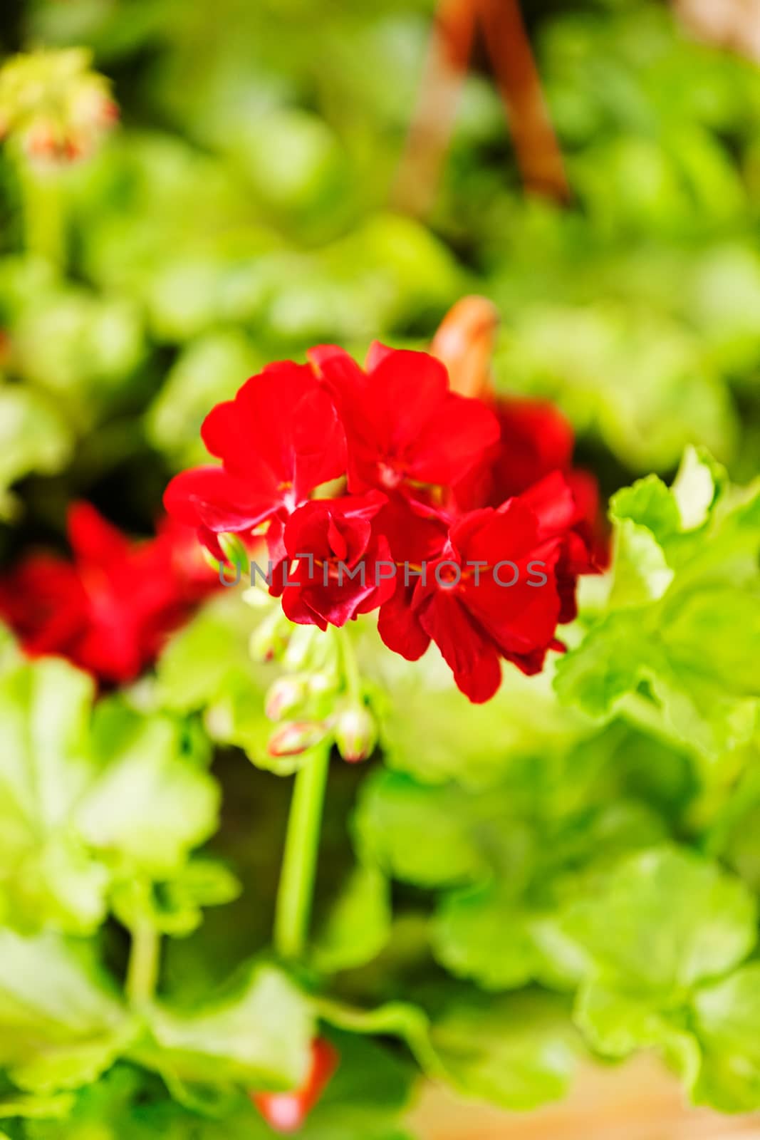 red pelargonium in bloom, note shallow depth of field