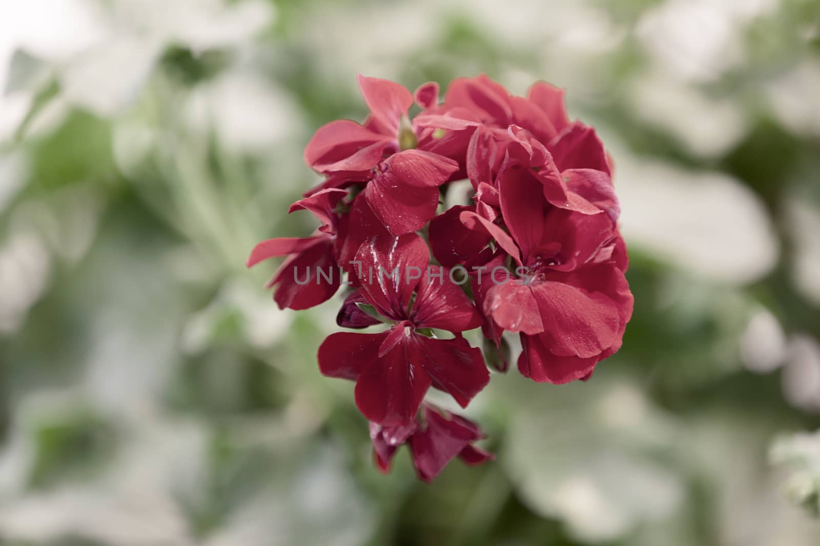 red pelargonium in bloom, note shallow depth of field