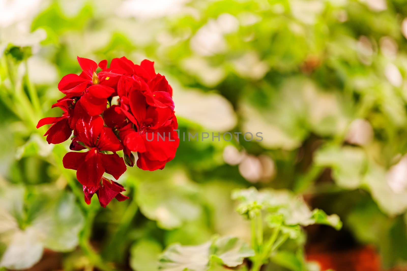 red pelargonium in bloom, note shallow depth of field