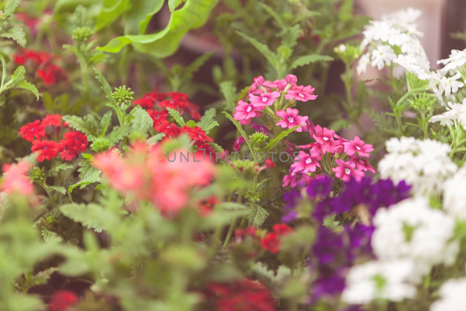 a variety of ornamental flowers, note shallow depth of field