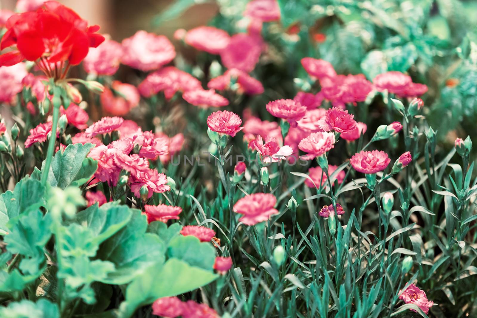 a variety of ornamental flowers, note shallow depth of field