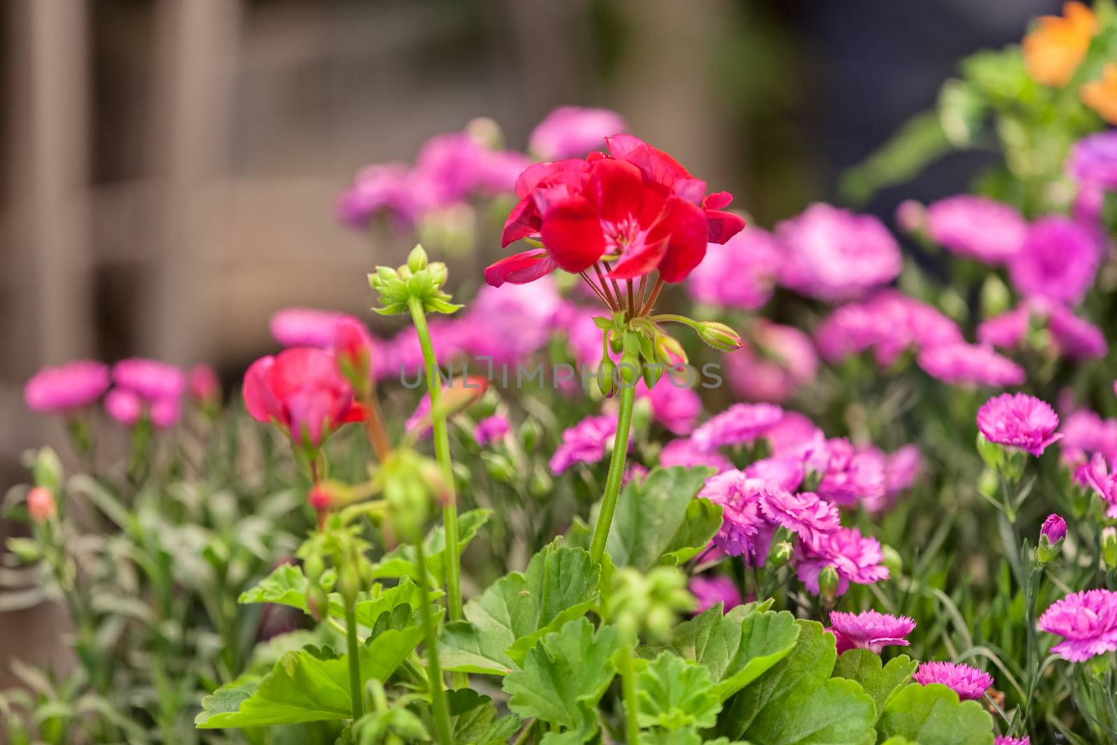 a variety of ornamental flowers, note shallow depth of field