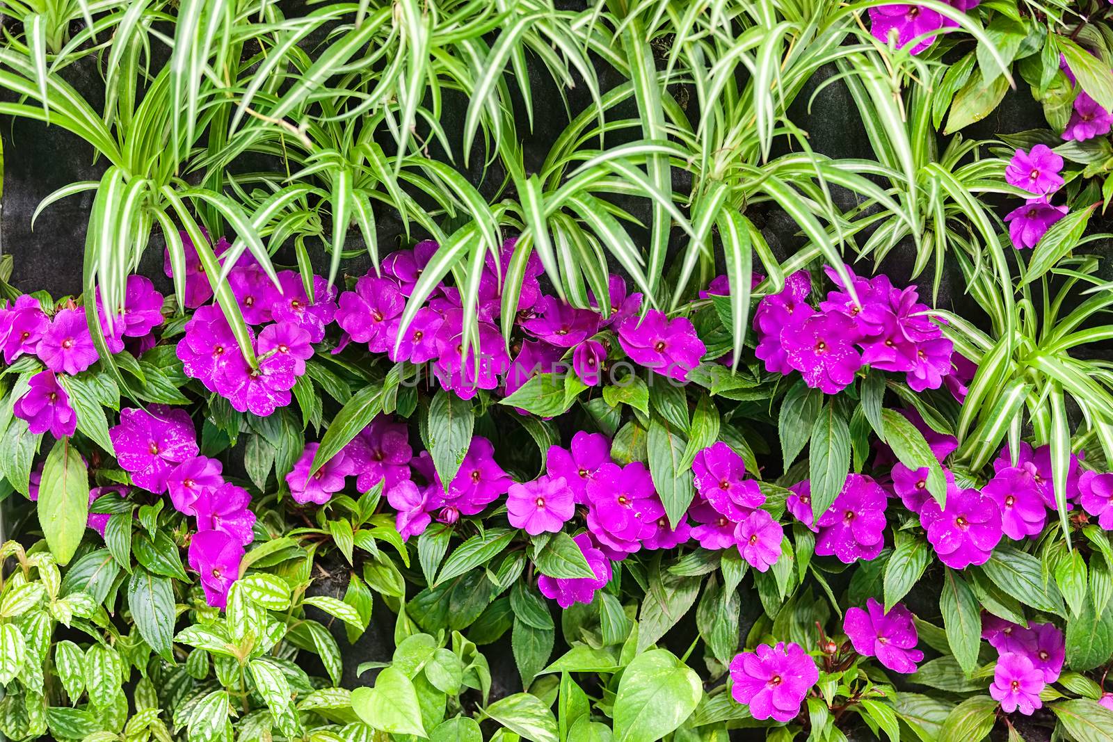 purple flowers with green leaves, note shallow depth of field