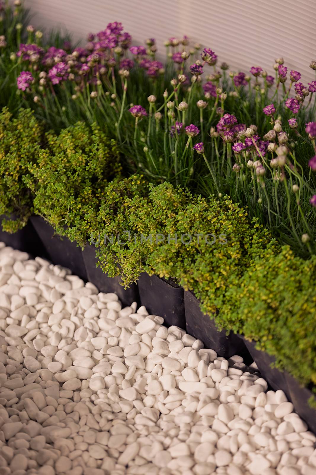 houseplants with small flowers, note shallow depth of field