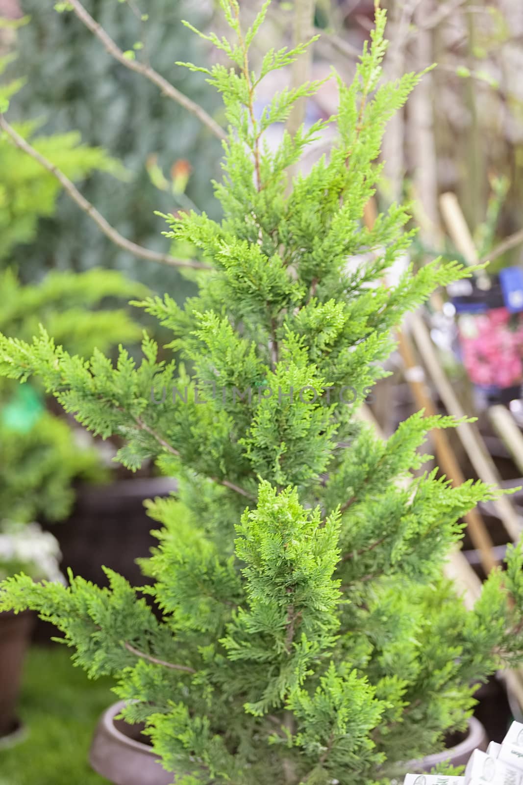 young thuja in a pot, note shallow depth of field