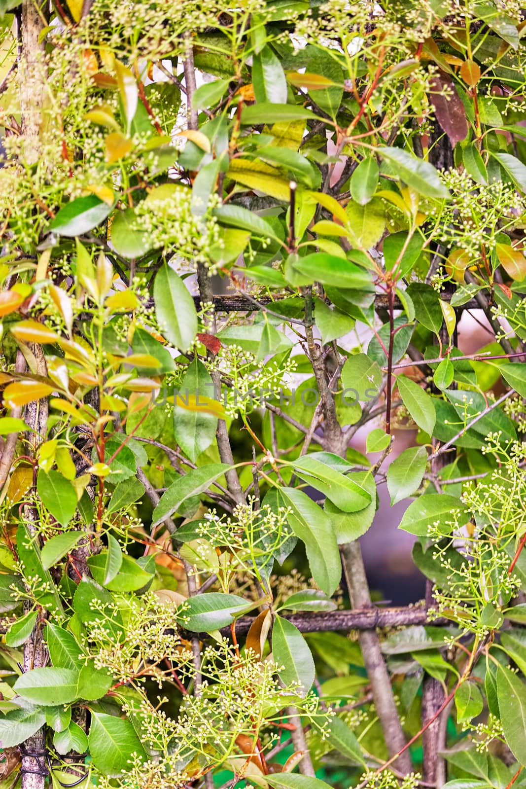 type of hedge in bloom, note shallow depth of field