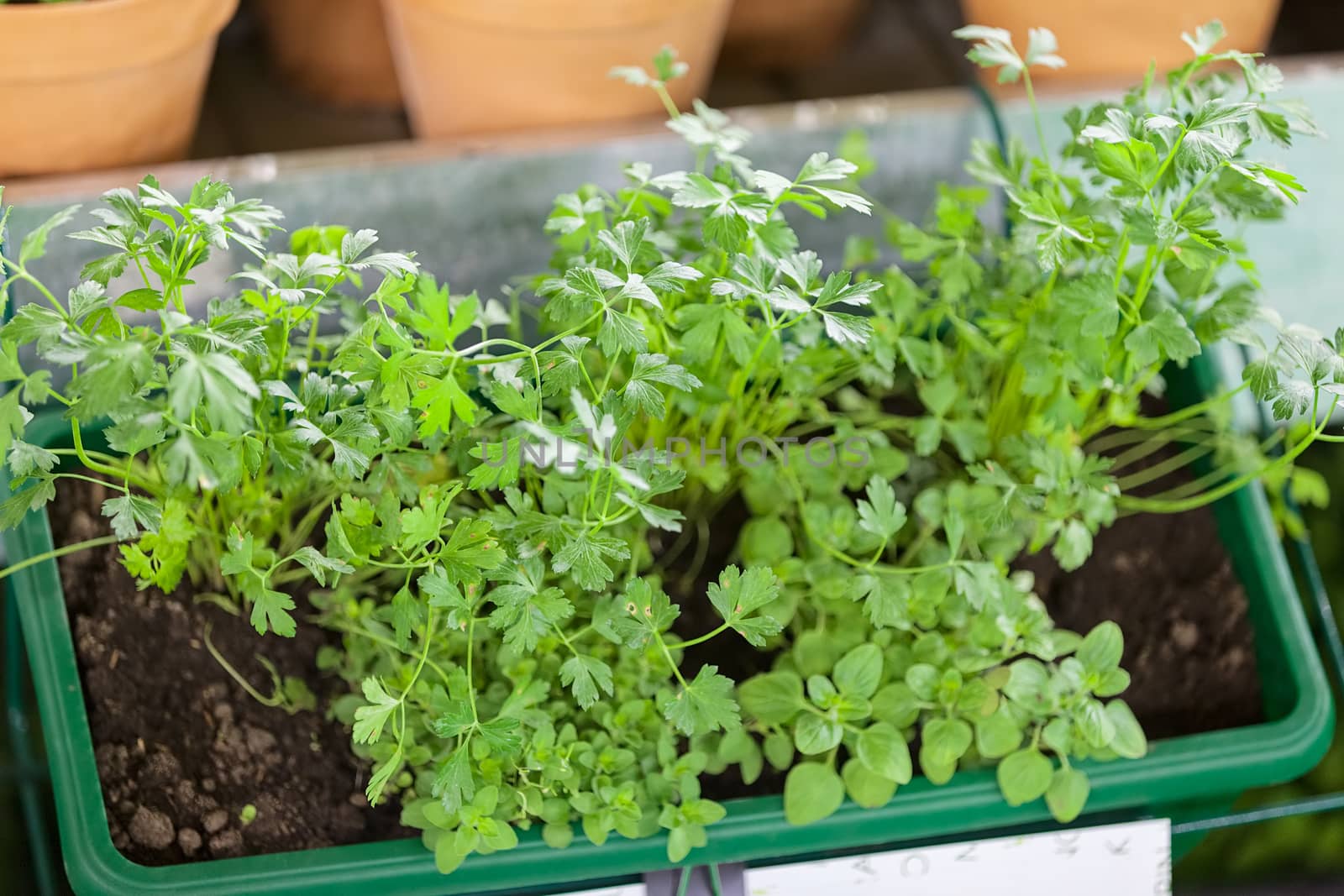 potted herbs, note shallow depth of field