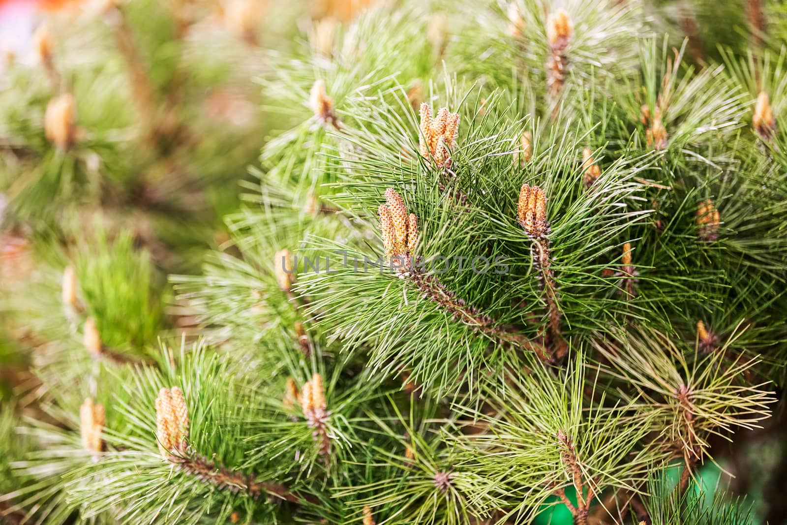 white pine branches with young cones, note shallow depth of field