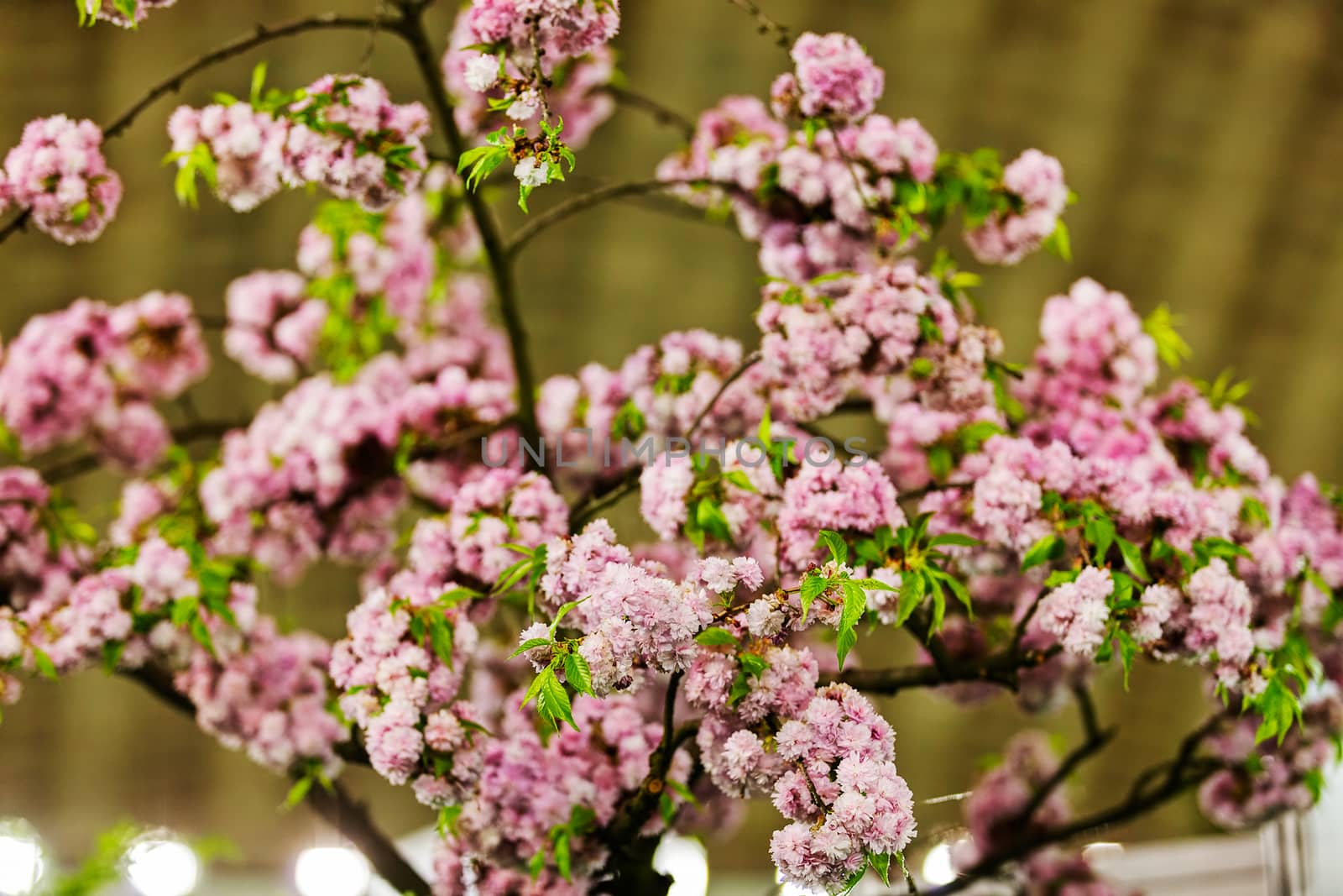 tree with pink blossoms by vladimirnenezic