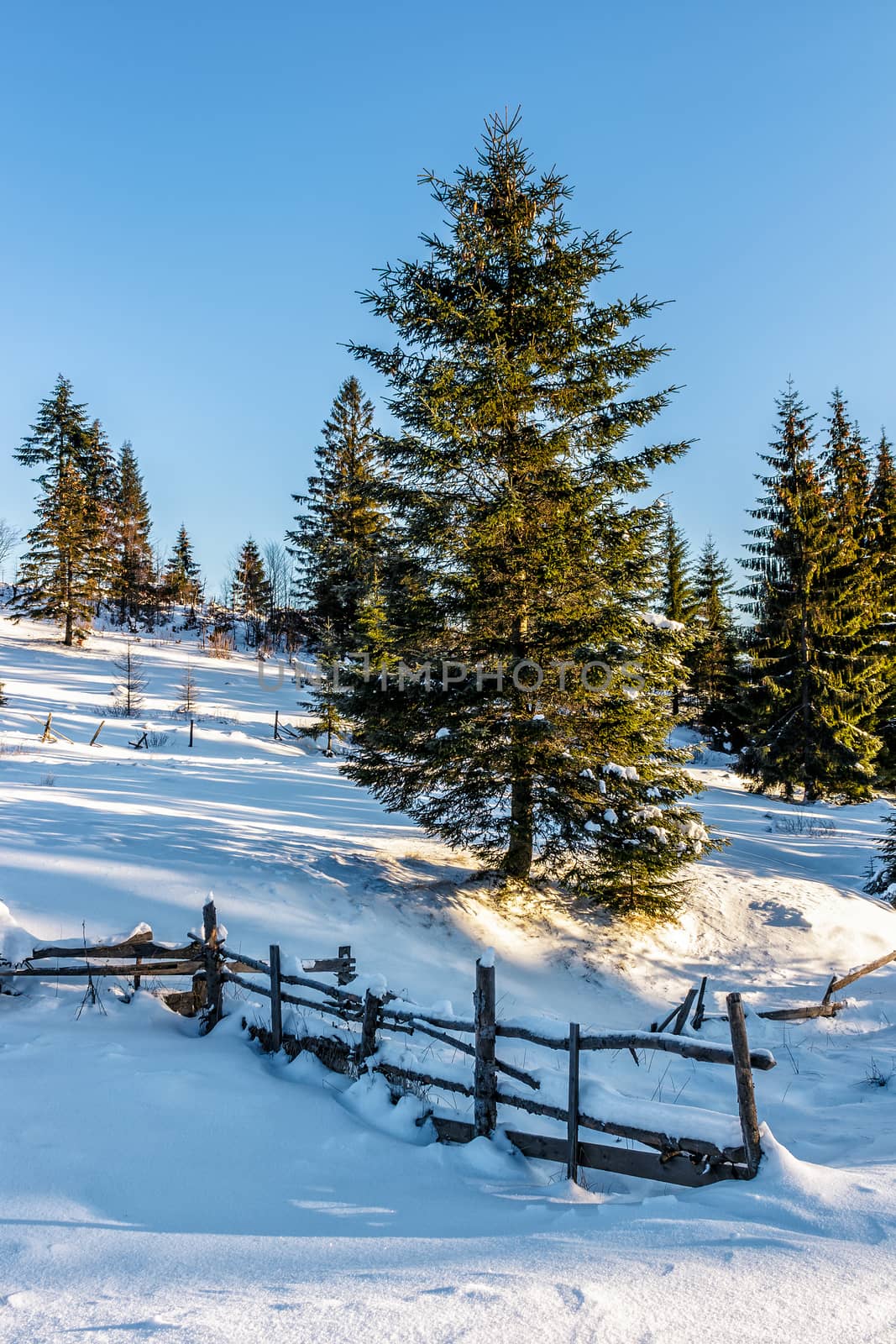 fence on snowy mountain slope near the forest in winter by Pellinni