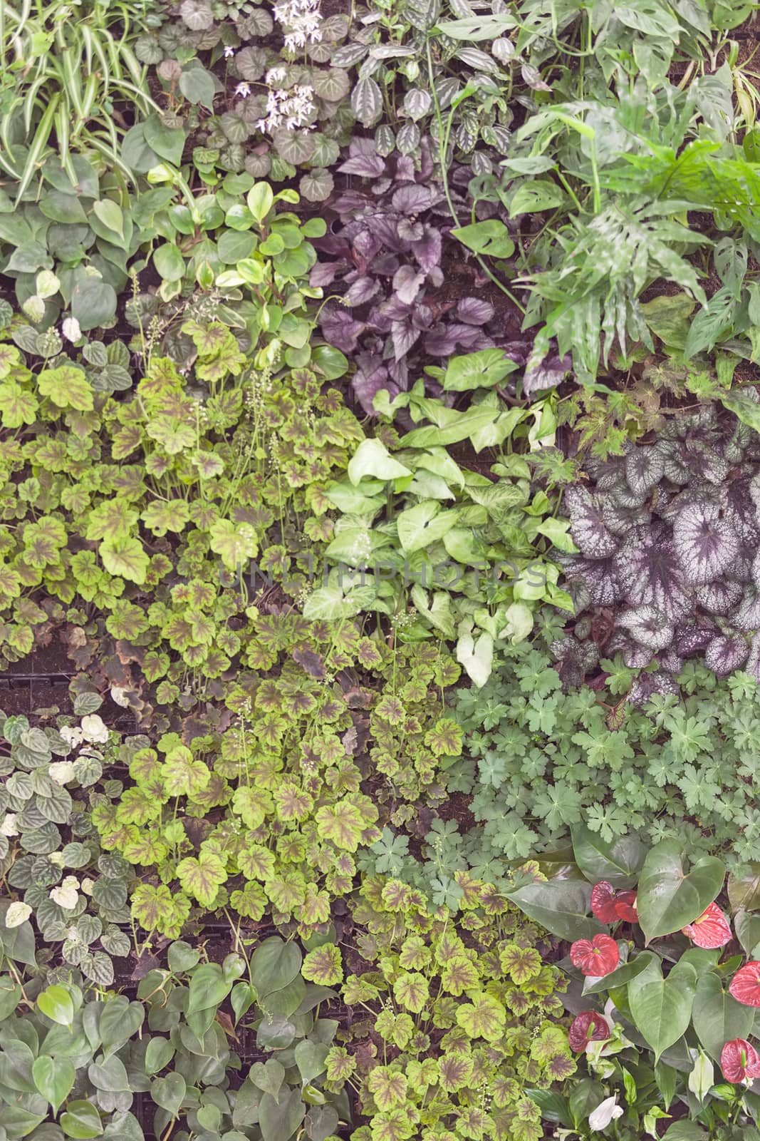 a variety of plants  in a  botranical garden, note shallow depth of field