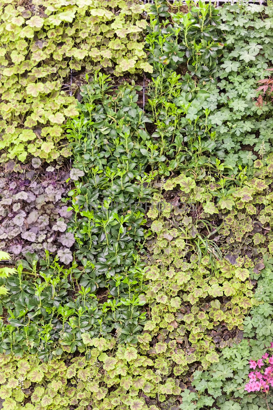 a variety of plants  in a  botranical garden, note shallow depth of field