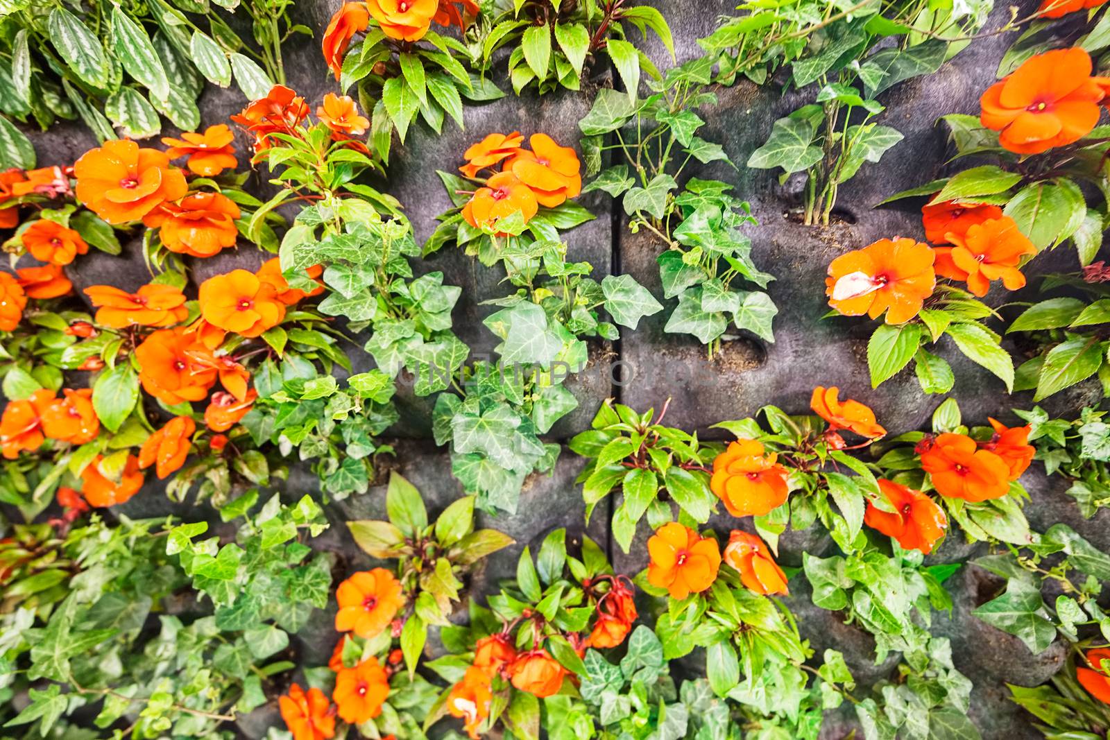 orange flowers on the rocks, note shallow depth of field