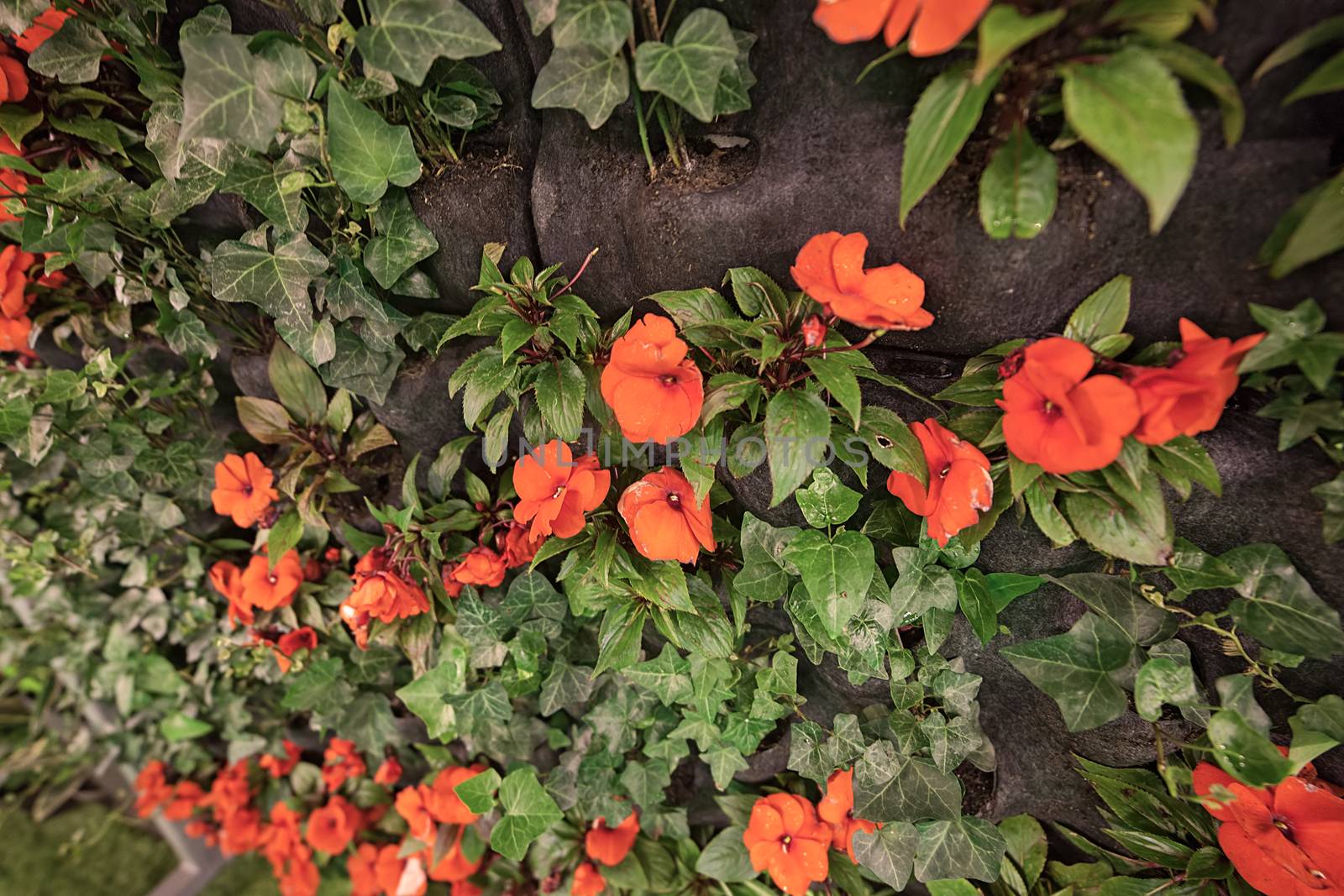 orange flowers on the rocks, note shallow depth of field