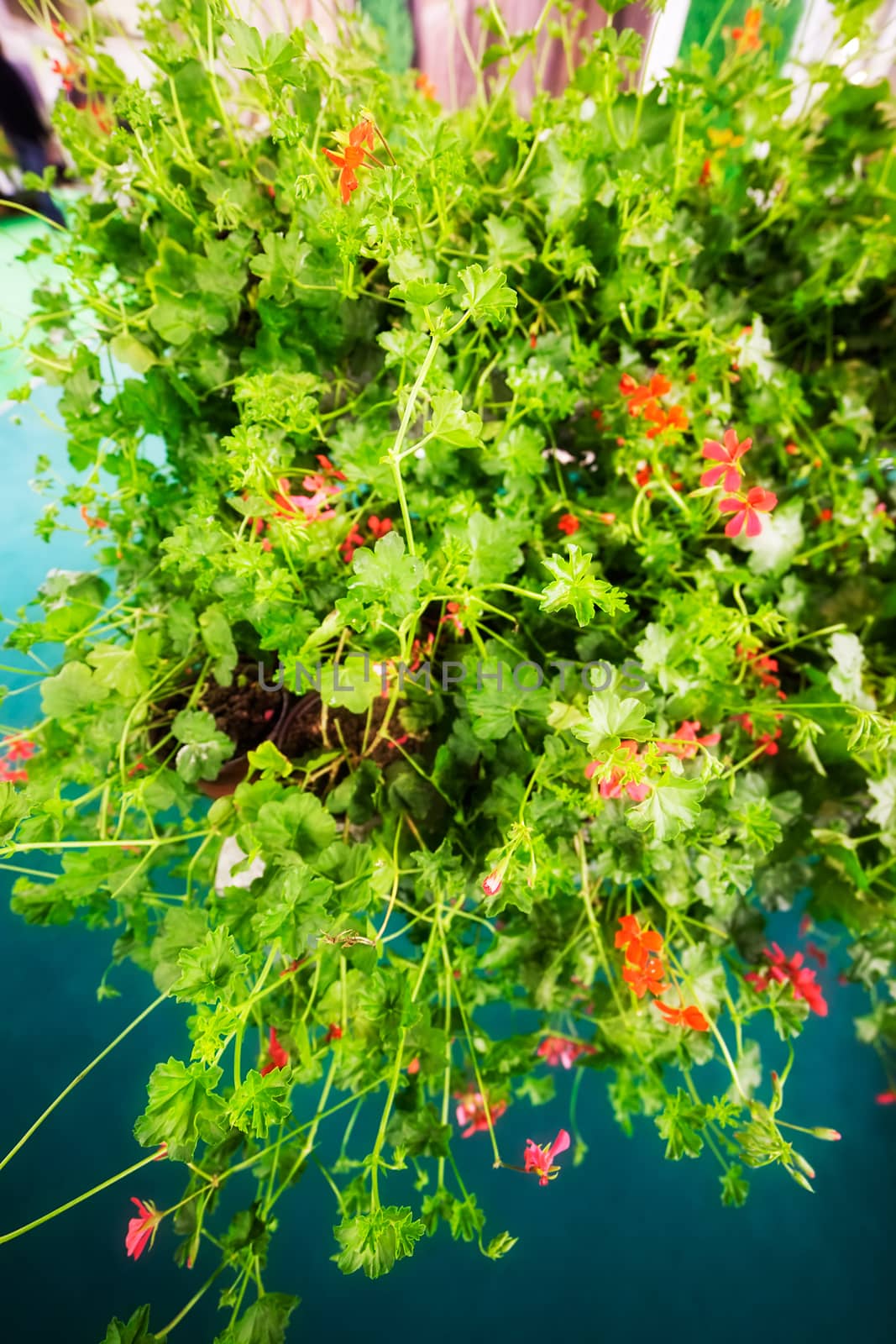 a variety of pelargonium in bloom, note shallow depth of field