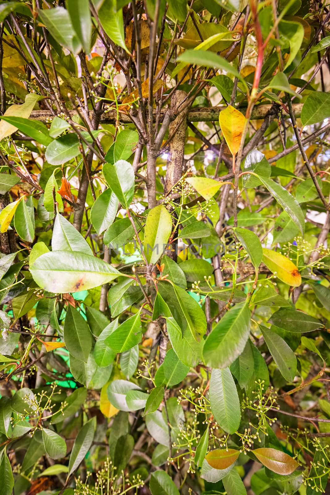 type of hedge in bloom, note shallow depth of field