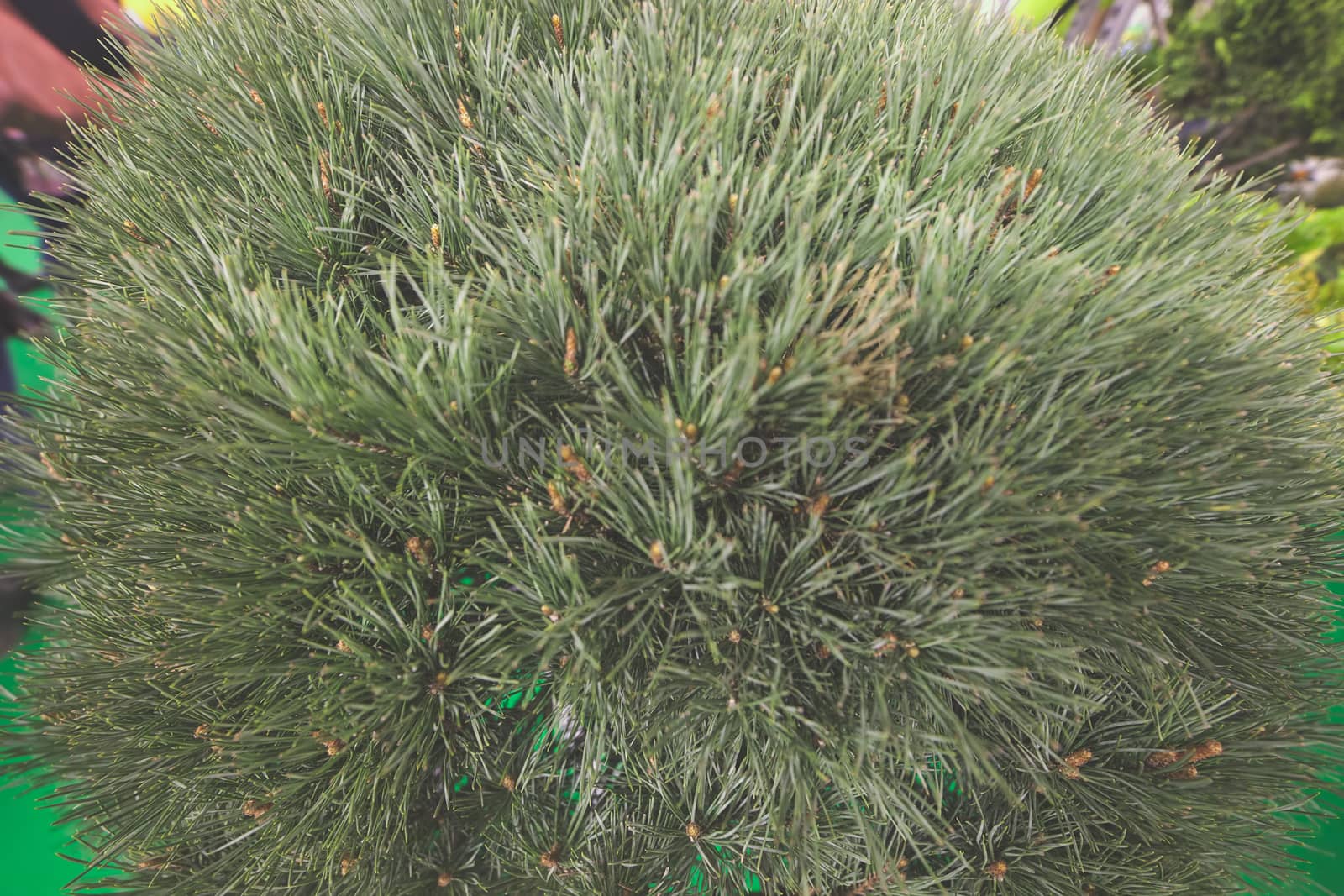 bush white pine in a botanical garden, note shallow depth of field