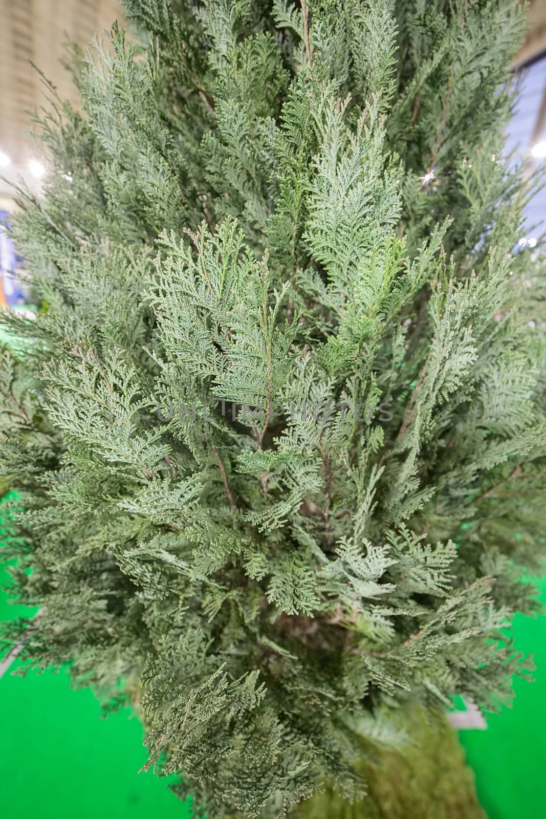 young tree of thuja with thick branches, note shallow depth of field