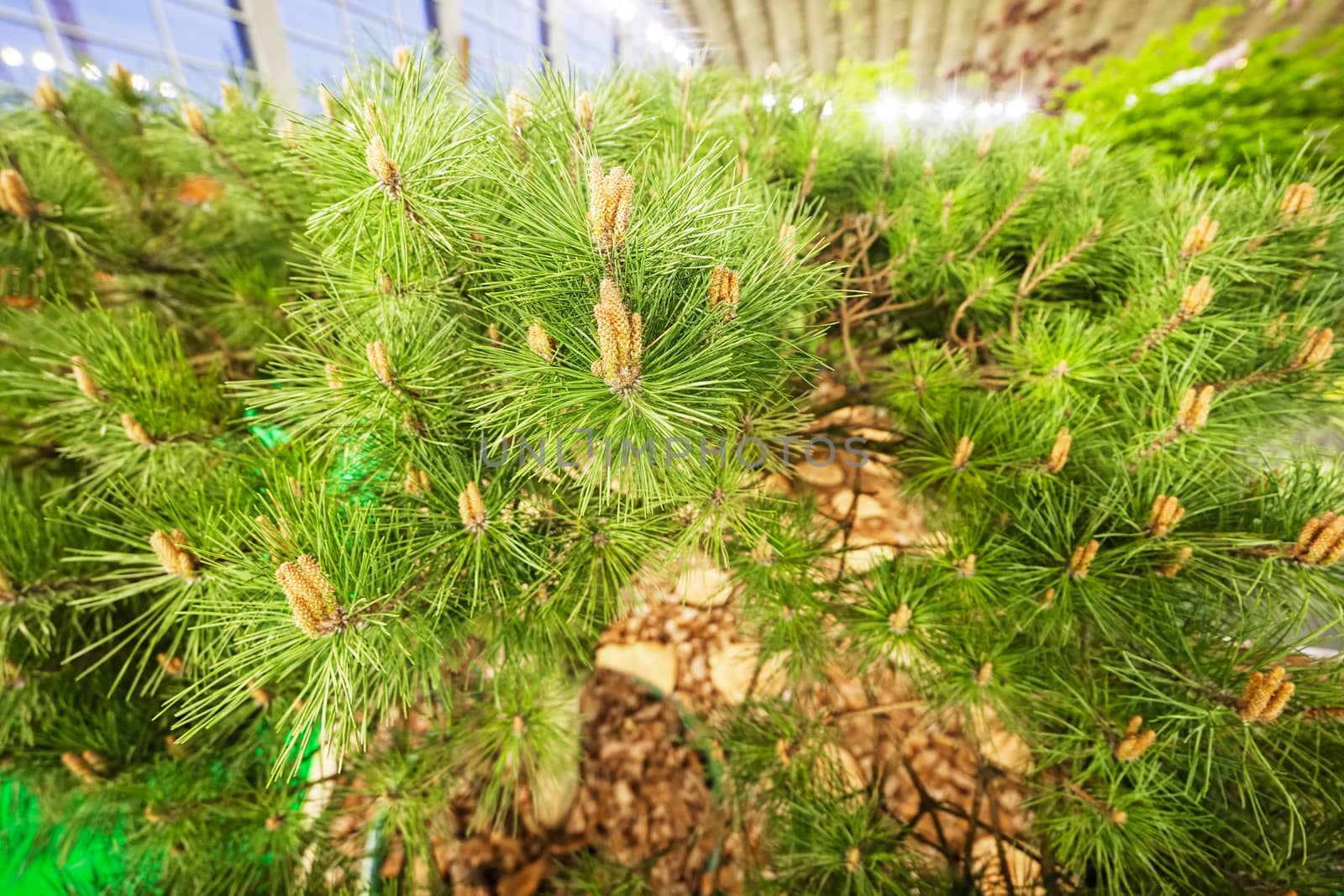 bush white pine by vladimirnenezic