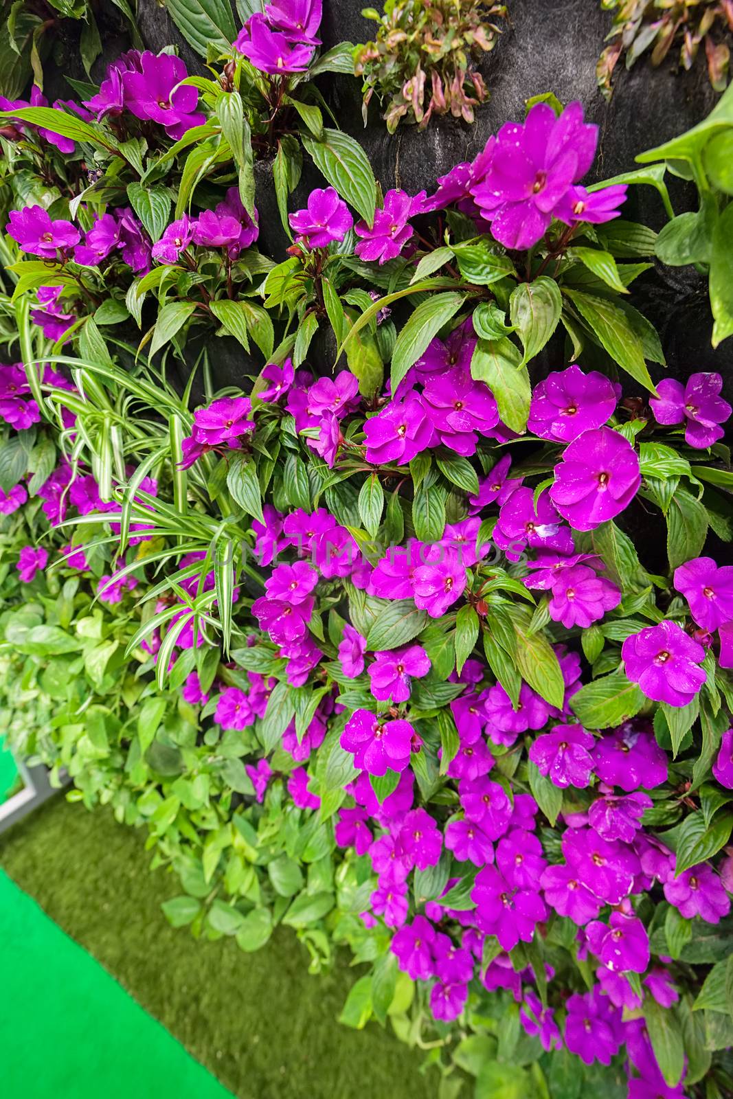  purple flowers with green leaves, note shallow depth of field