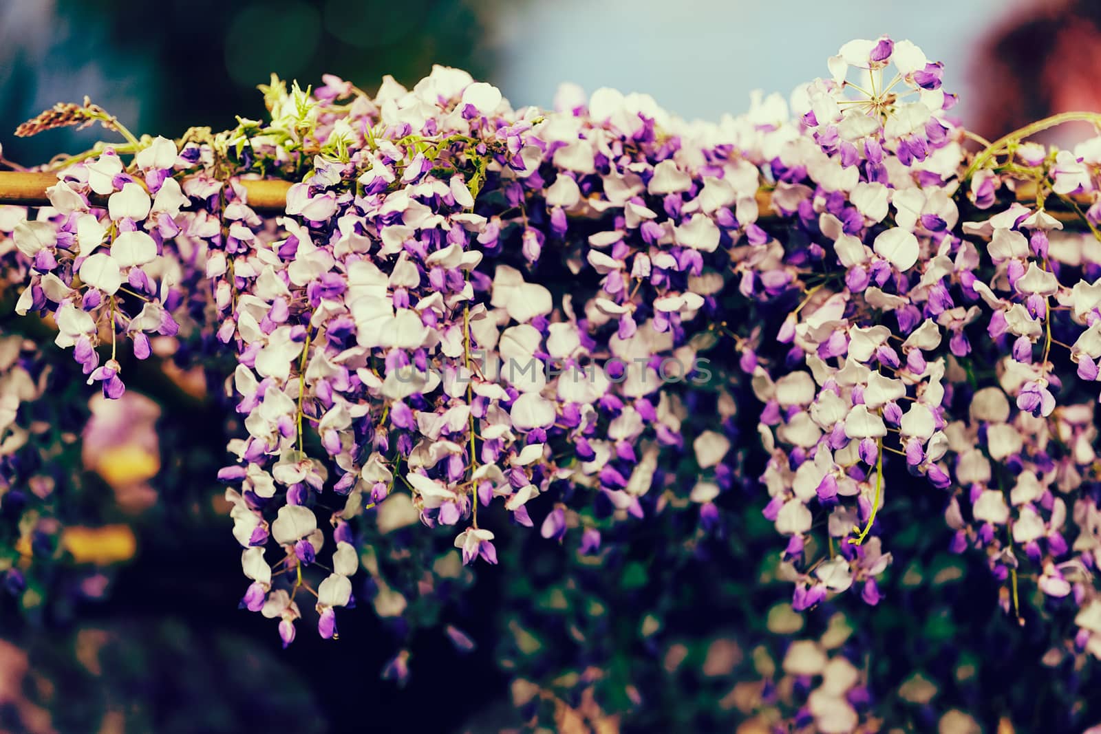 imaginative decoration with white and purple flowers, note shallow depth of field