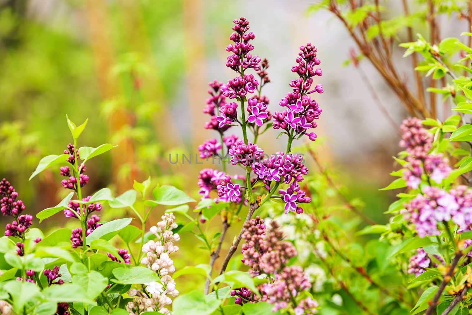 branchs of lilac in bloom, note shallow depth of field