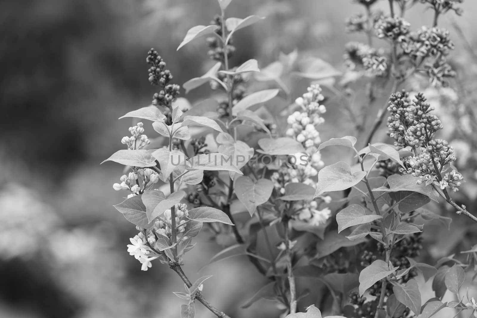 branchs of lilac in bloom, note shallow depth of field