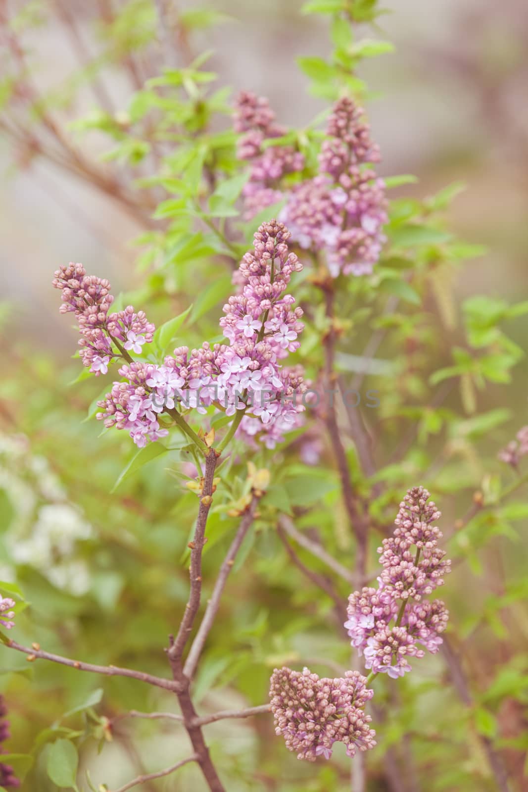 branchs of lilac in bloom, note shallow depth of field