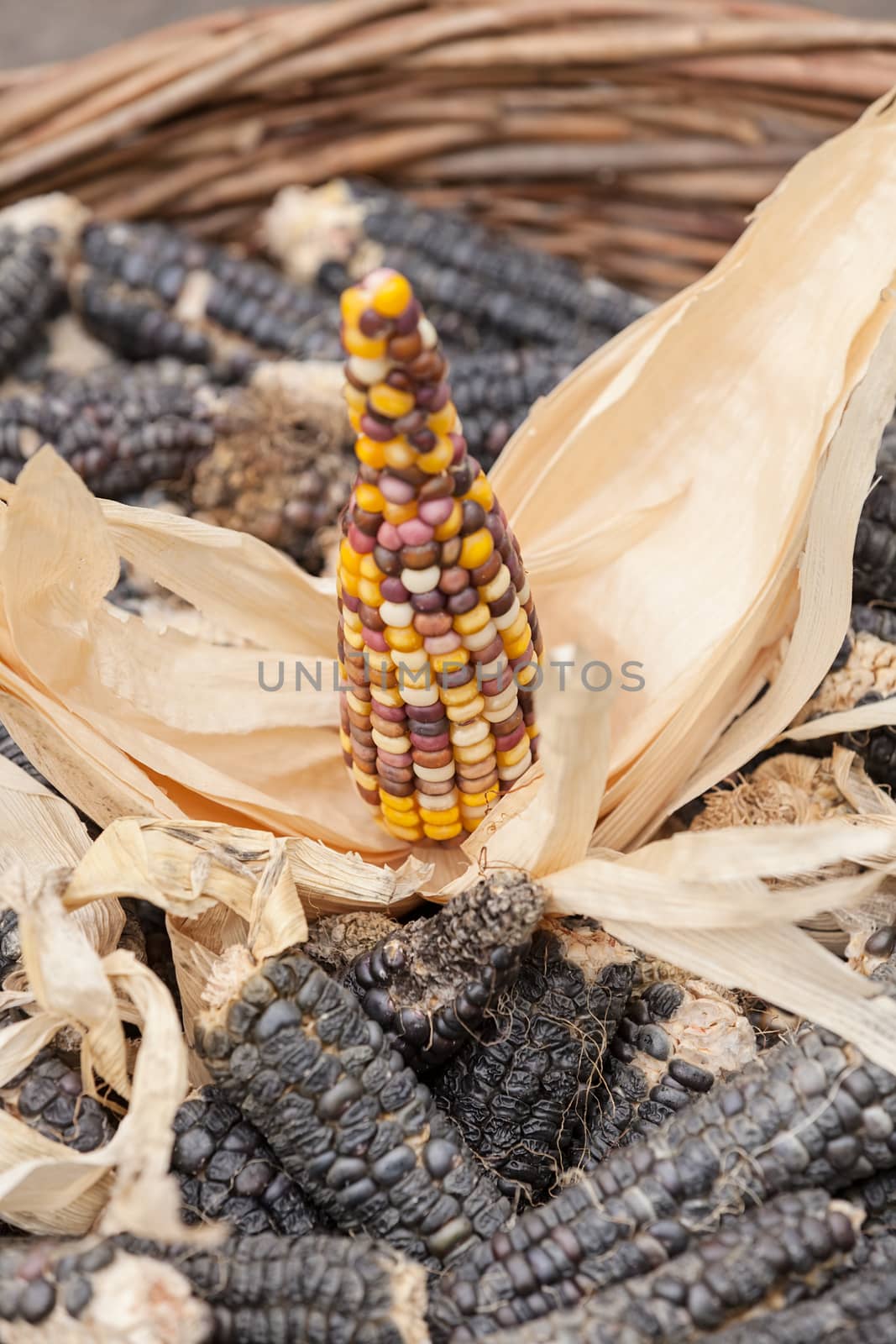 dried corn in a basket, note shallow depth of field