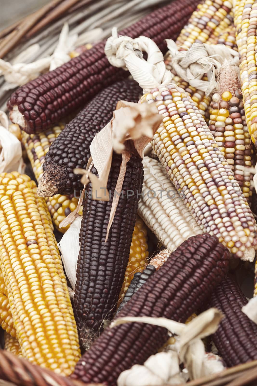 dried corn in a basket, note shallow depth of field