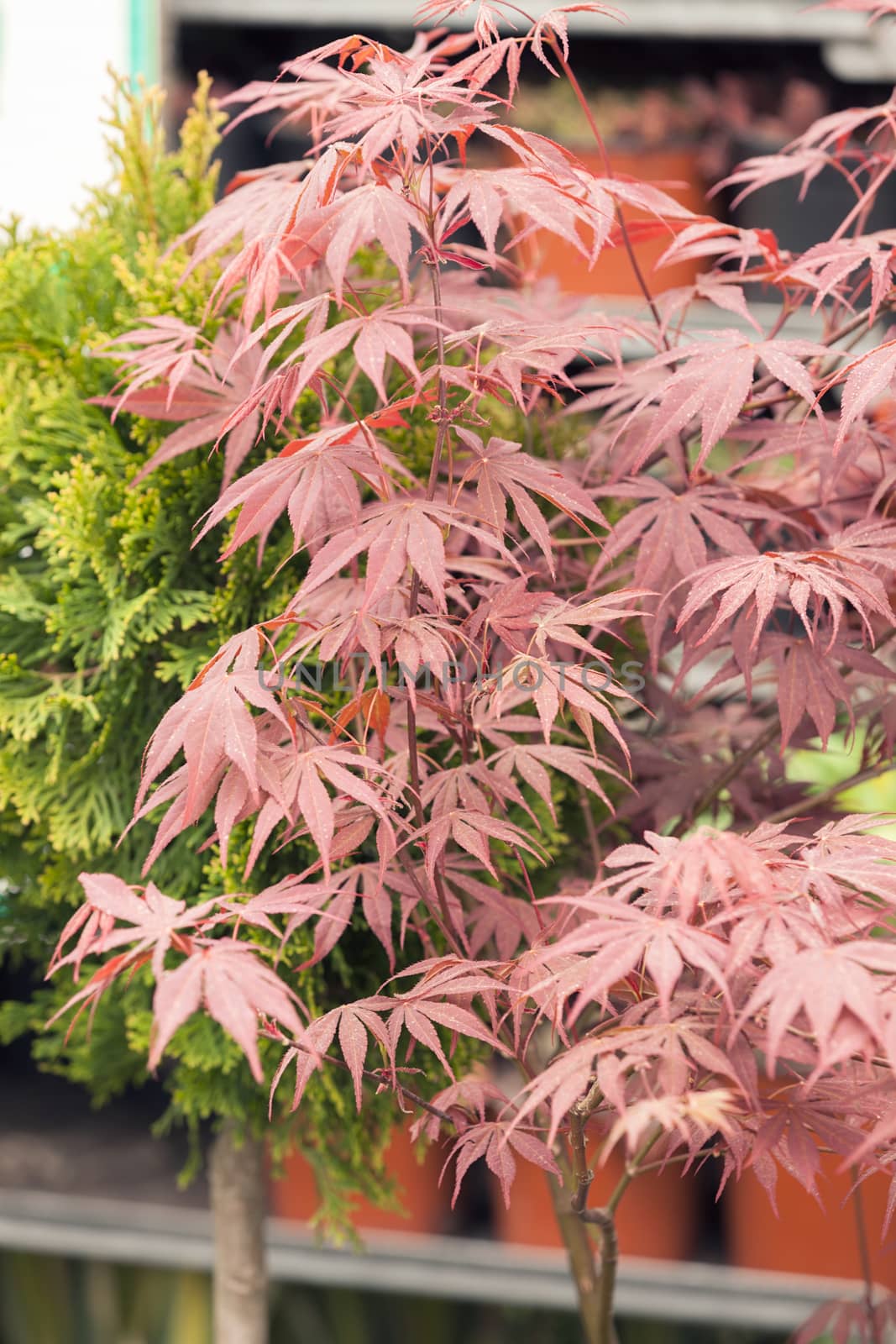 red and green leaves on the plants, note shallow depth of field