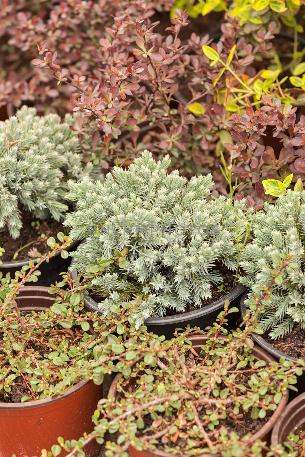 nursery for young plants, note shallow depth of field