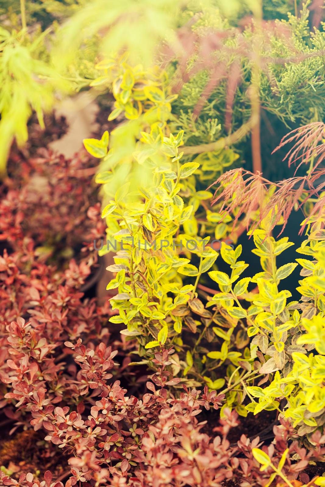 nursery for young plants, note shallow depth of field