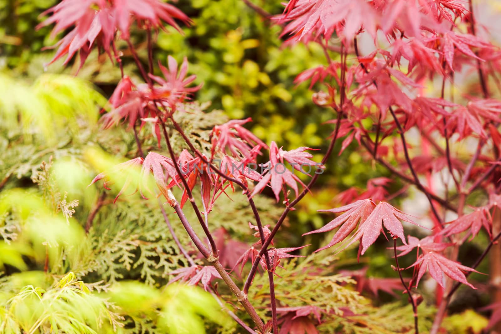 red and green leaves on the plants, note shallow depth of field