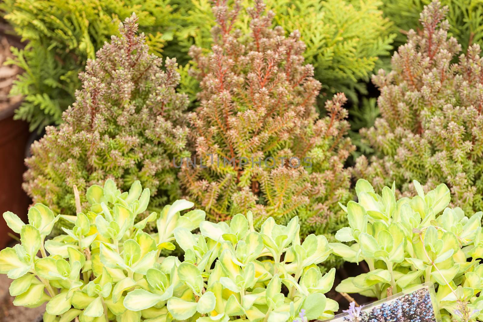 nursery for young plants, note shallow depth of field