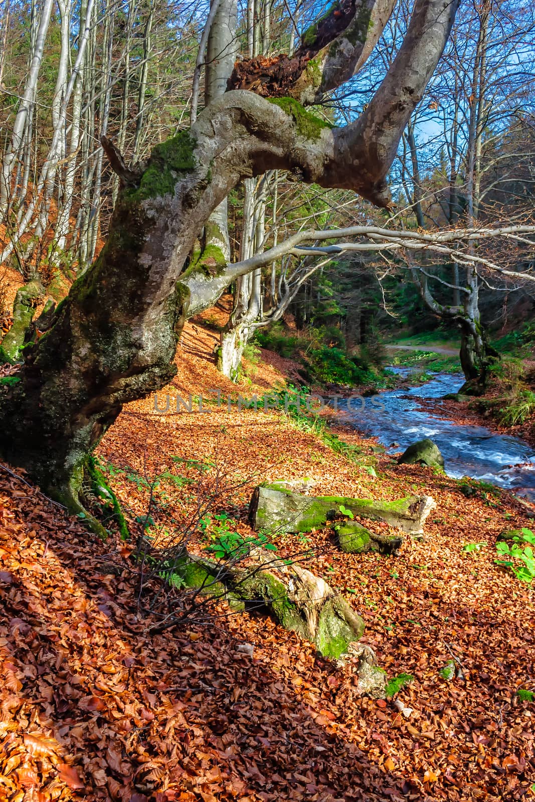 Mountain stream flows among the stones through autumn forest with some moss on the trees and orange foliage on the ground