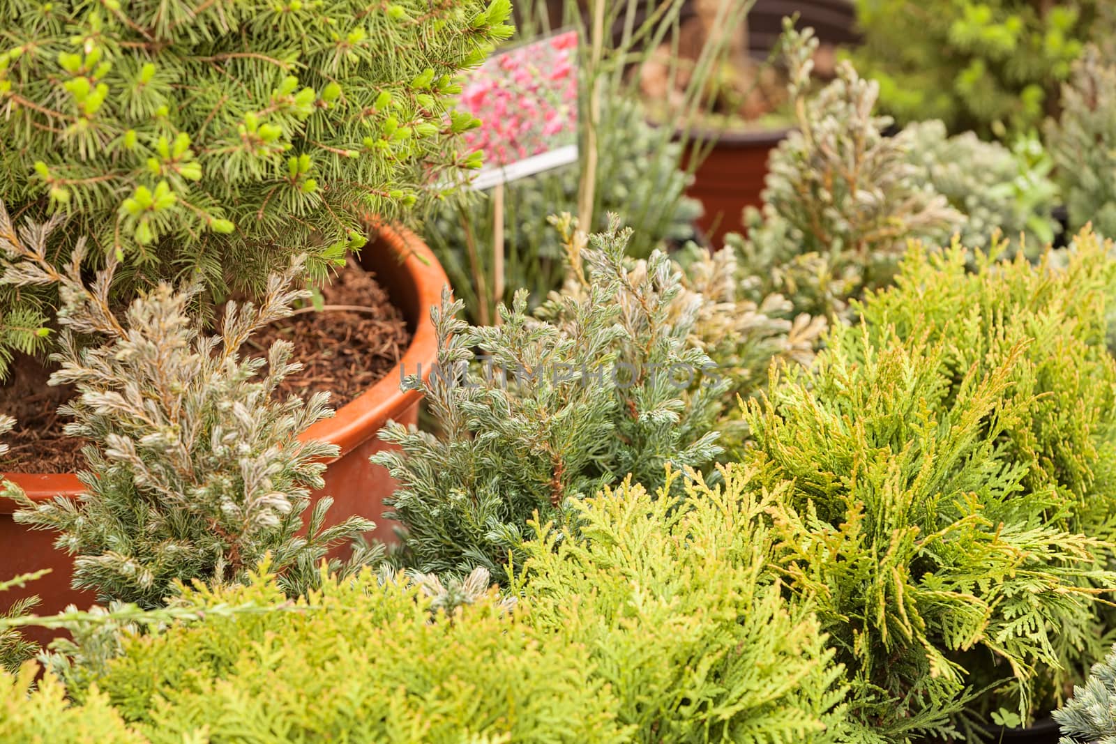 evergreen shrubs in a botanical garden , note shallow depth of field