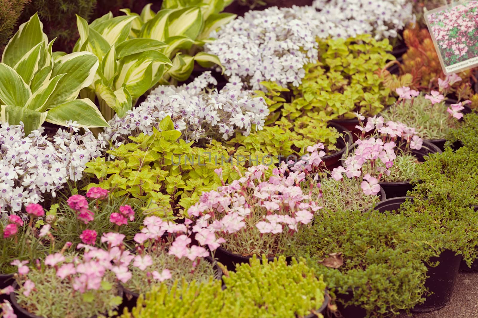 a variety of plants in a botanical garden, note shallow depth of field