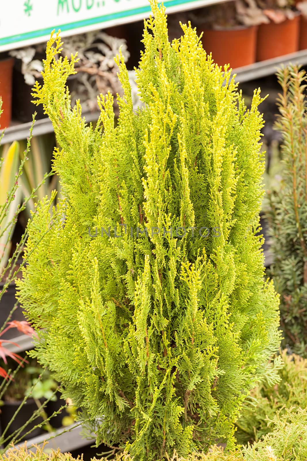 evergreen shrubs in a botanical garden , note shallow depth of field