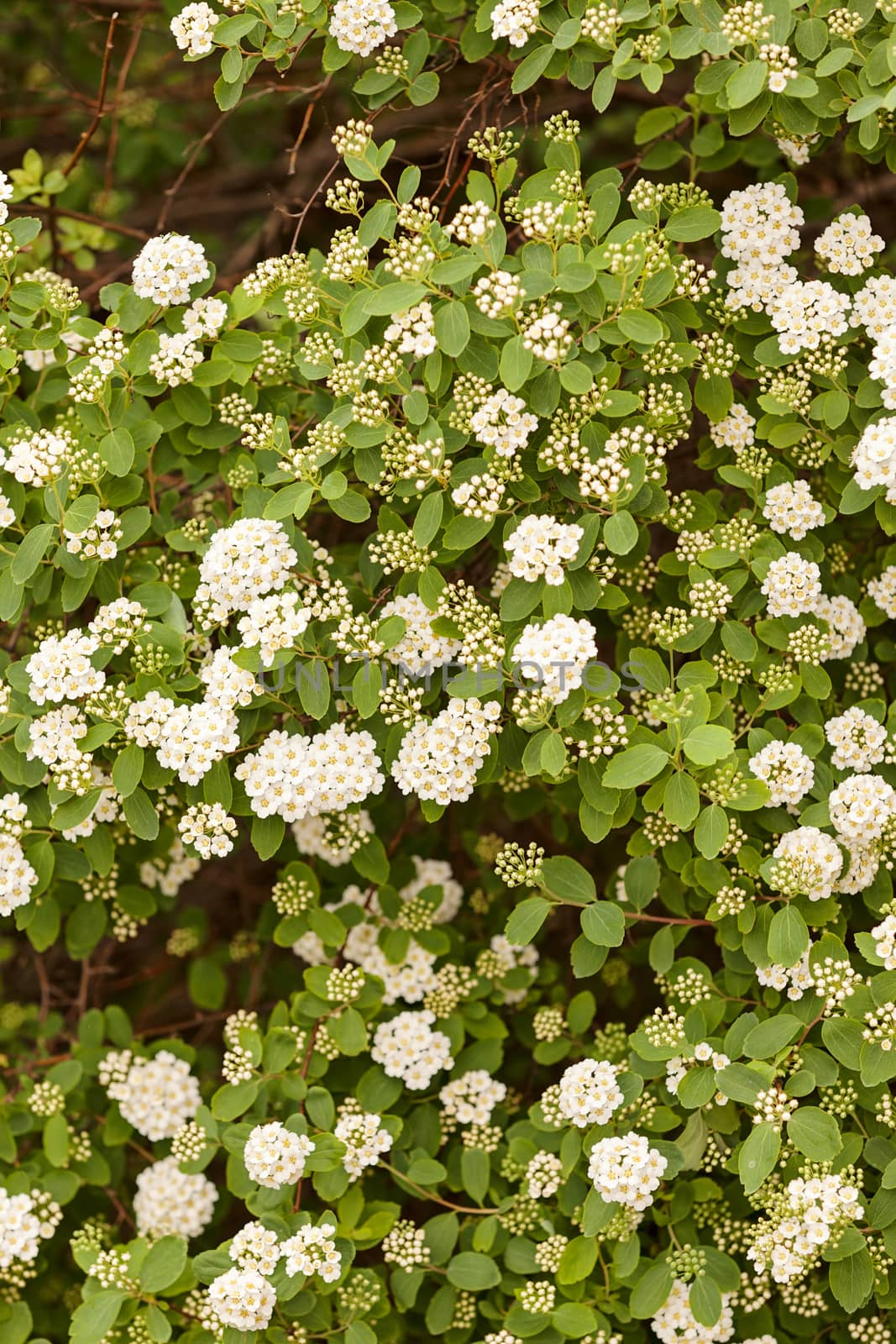 white flowers on a branches by vladimirnenezic