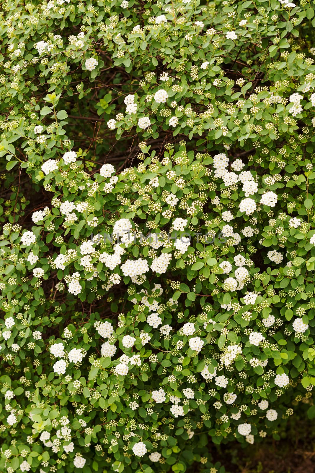 bush with small white flowers on a branches, note shallow depth of field