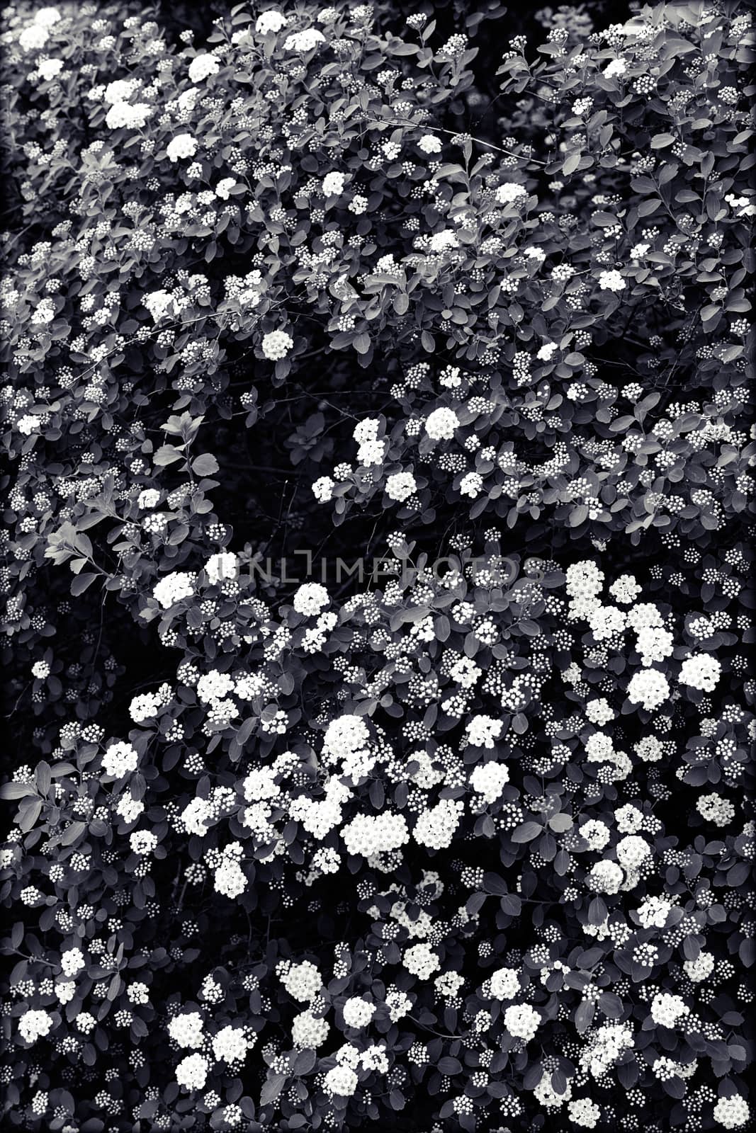 bush with small white flowers on a branches, note shallow depth of field