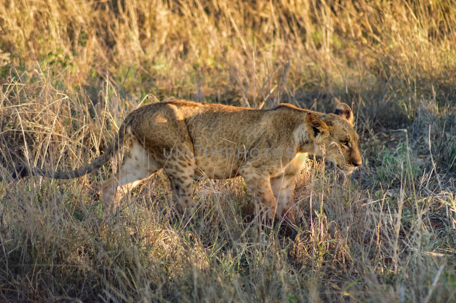 Lion cub walking in West Tsavo Park in Kenya