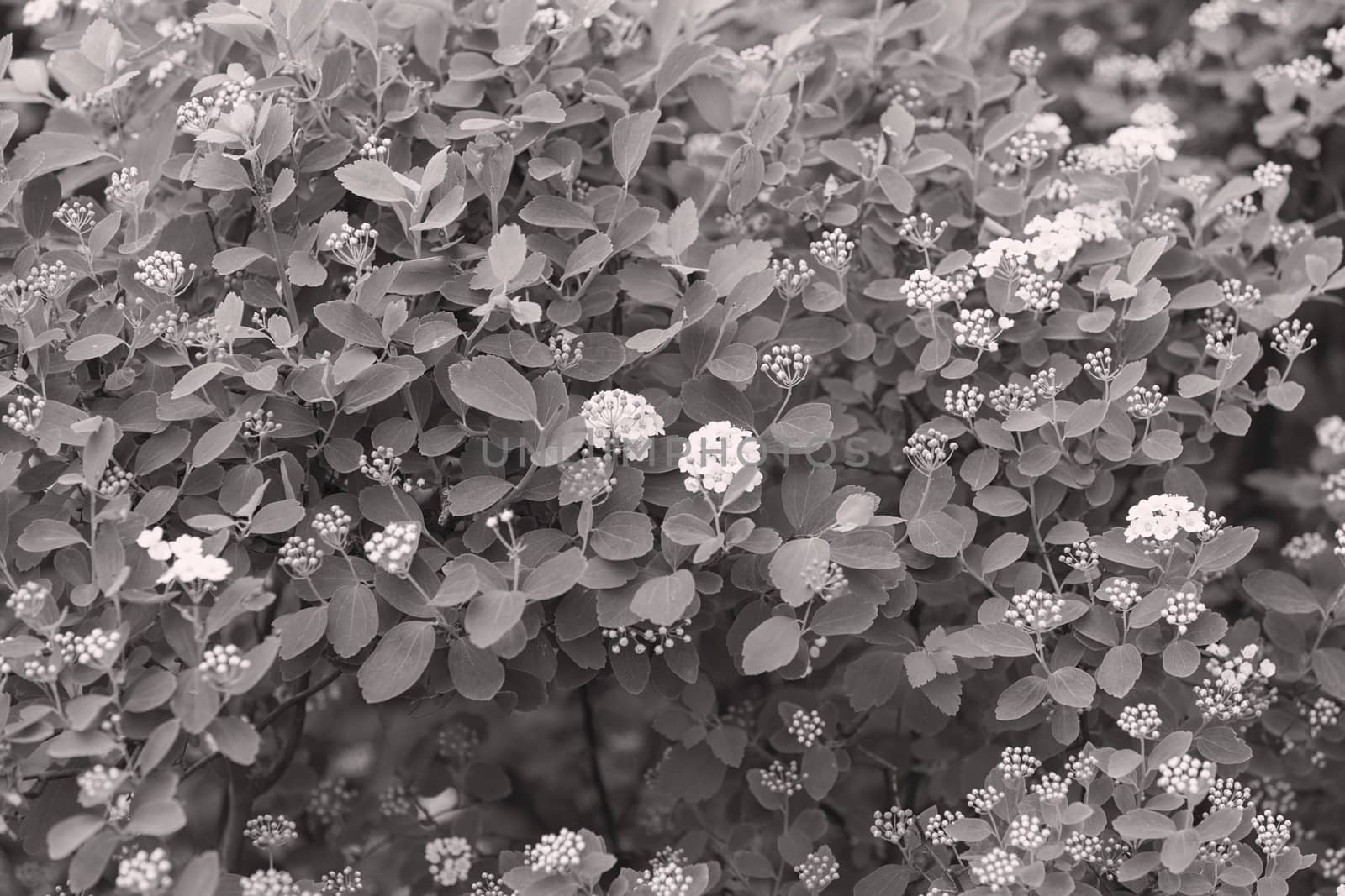 bush with small white flowers on a branches, note shallow depth of field