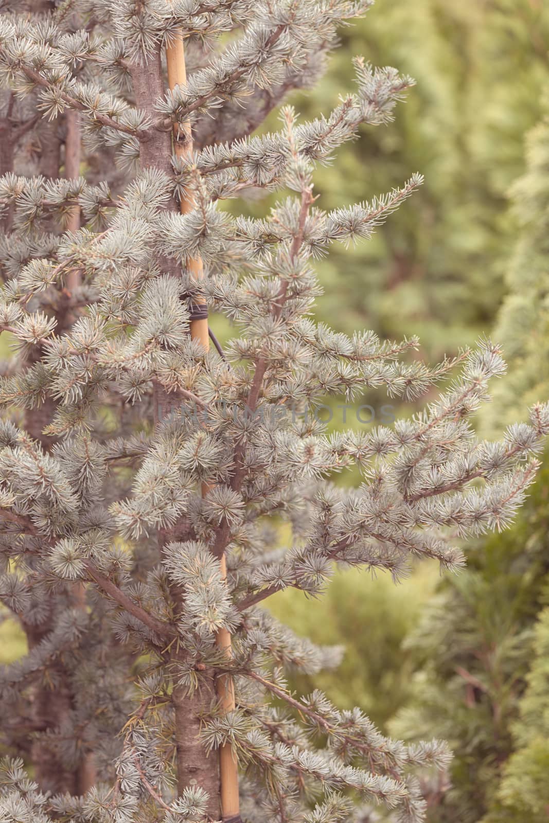 silver fir in a botanical garden, note shallow depth of field