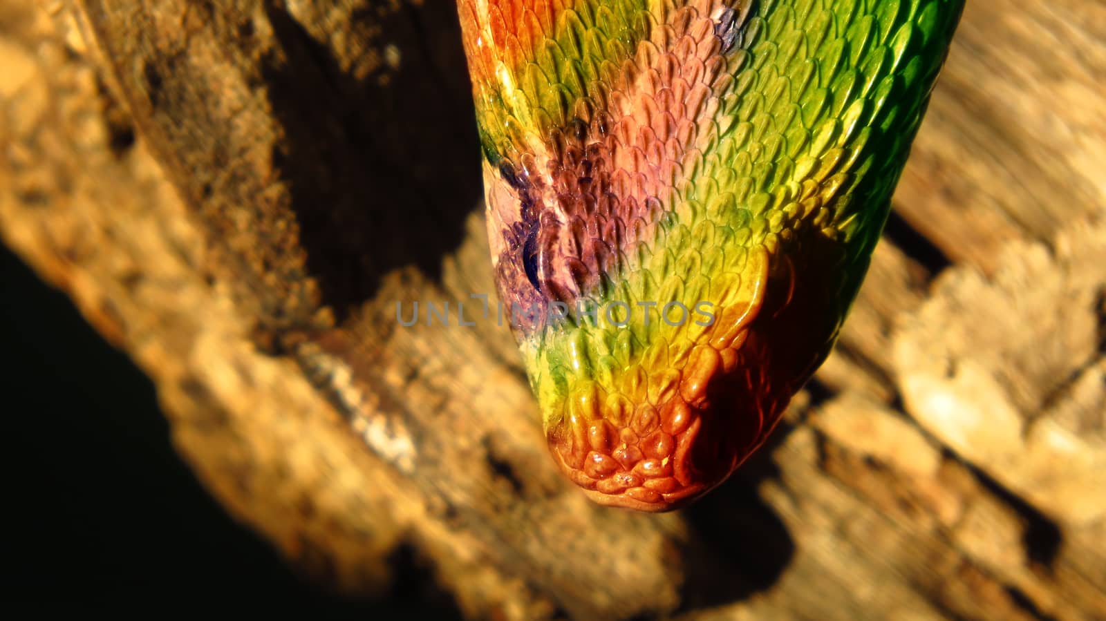 A conceptual image of a hybrid snake with a colorful skin                               